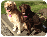 massage for dogs